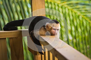 Grumpy monkey - White-faced capuchin lying on handrail