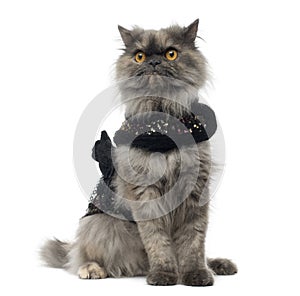 Grumpy Persian cat wearing a shiny harness
