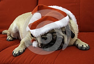 Grumpy Pug on Red Couch with Santa Hat