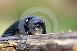 Grumpy Slug
