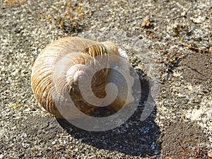 Grumpy snail starts bubbling