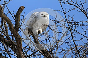 Grumpy snowy owl