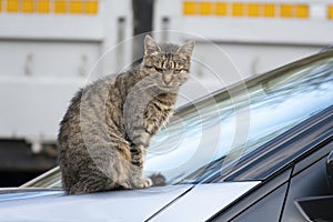 Grumpy stray cat sitting on the car hood