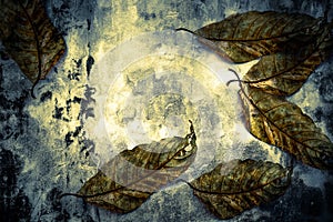 Grunge background, Concrete wall background and leaf