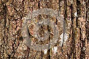 Grunge background of old linden tree bark