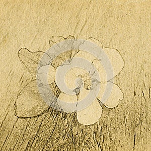 Grunge background with paper texture and apple flower.