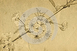 Grunge background with paper texture and cherry tree branch with flowers.