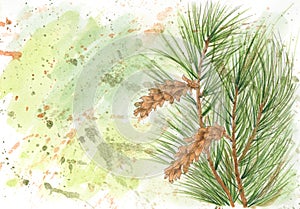 Grunge background with Weymouth pine Pinus strobus photo