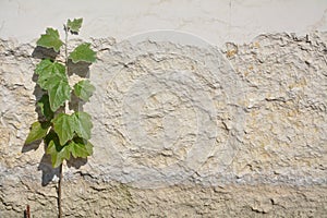 Grunge brick wall with isolated plant