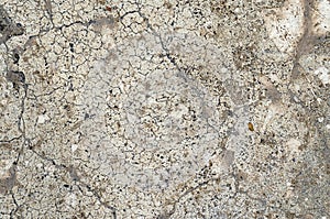 Grunge Concrete Cracks Texture