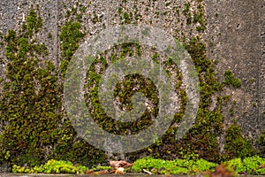 Grunge concrete wall covered with a layer of green moss