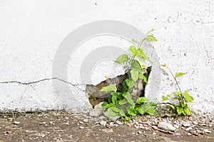 Grunge concrete wall and green plant, background and texture. vintage tone