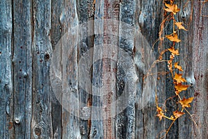 Grunge faded texture with autumn vines. Old wood with scuffs and inclusions. Close-up image of a natural aged fence