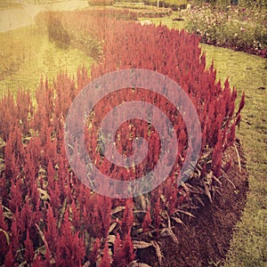 Grunge flower in field with vintage effcet