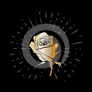Grunge golden rose flower with burst on a black background