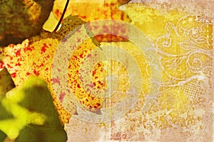 Grunge grape vine leaf