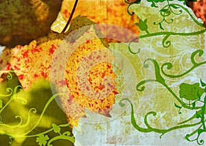 Grunge grape vine leaf