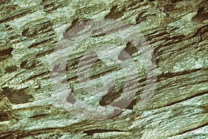 Grunge green wood texture background