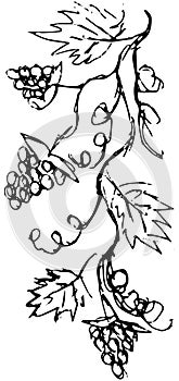 Grunge hand-drawn vector black and white sketch of a grapevine. Simple shaded sloppy drawing of a climbing plant with a bunch of