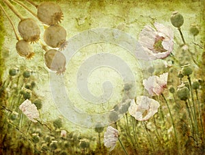 Grunge image of poppies