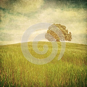 Grunge image of a tree over grunge background