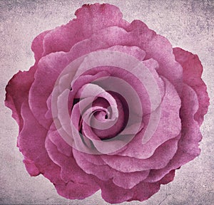 Grunge Lavender Rose