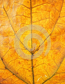 Grunge leaf background