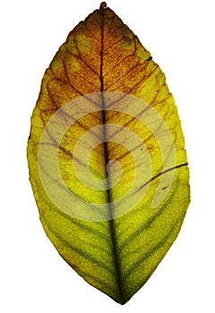 Grunge leaf, isolated