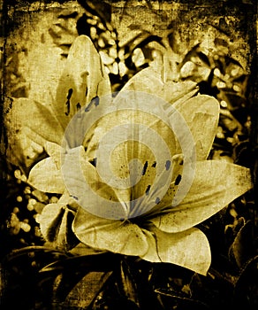 Grunge lillies