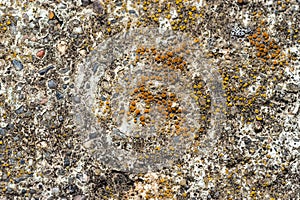 Grunge mold or fungus on natural textured abstract stone surface background