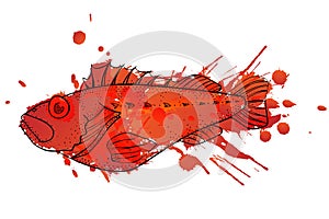 Grunge ocean perch illustration