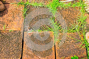 grunge orange brick block with grass growth between cleft of brick block