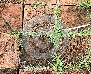 grunge orange brick block with grass growth between cleft of brick block