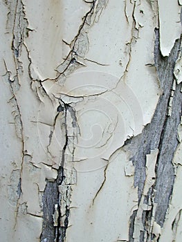 Grunge Paint Peeling Texture