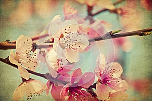 Grunge peach flowers