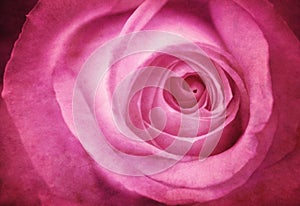 Grunge Pink Rose