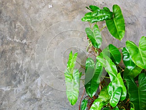 Green leaf and Plastered cement concrete wall background texture. Renovation, process.