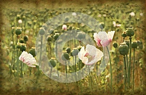 Grunge poppies