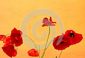 Grunge poppies background