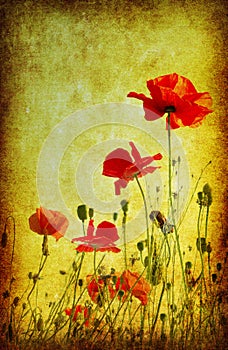 Grunge poppies background