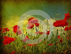 Grunge poppies background