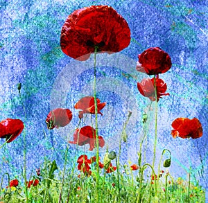 Grunge poppies background