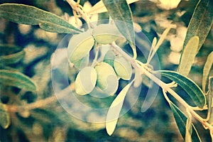 Grunge postcard of green olive branch, Greece
