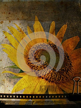 Grunge postcard with sunflower