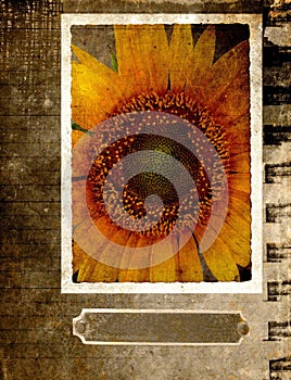 Grunge postcard with sunflower 2