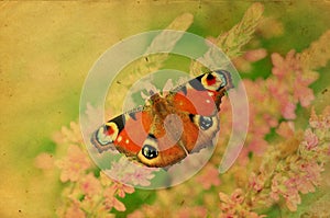 Grunge retro butterfly greeting card