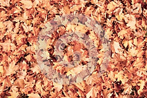 Grunge/retro colored maple leaves
