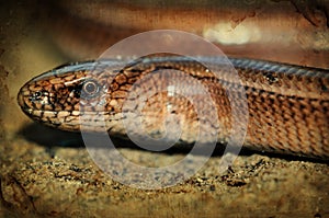 Grunge retro photo of slow worm