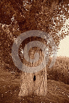 Grunge Retro Sepia Tree
