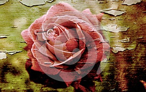 Grunge rose